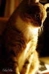 DSC_0267拷貝