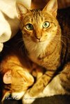 DSC_0306拷貝