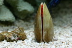 My Fish Tank