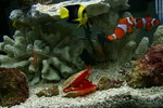 My Fish Tank
