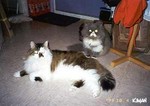 �ߤ@���@���X��
cat2