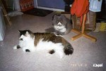 �ߤ@���@���X��
cat9