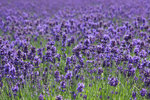 IMG_1954a
