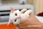 41218MrHoneyDSC_1294