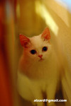 41218MrHoneyDSC_1302