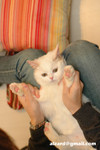 41218MrHoneyDSC_1381