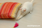 41218MrHoneyDSC_1394