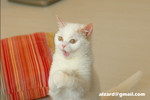 41218MrHoneyDSC_1409