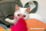 41218MrHoneyDSC_1431