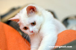 41218MrHoneyDSC_1434