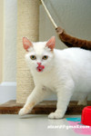 41218MrHoneyDSC_1504