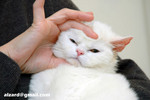 41218MrHoneyDSC_1549