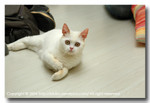 41218SiuKC~DSC30486
