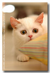 41218SiuKC~DSC30494