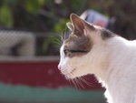 PICT0047c