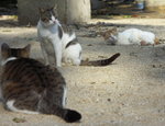 PICT0096c