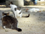 PICT0097