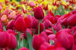 PICT0038c