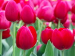 PICT0042r