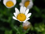 PICT0052