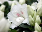 PICT0061
