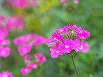 PICT0099