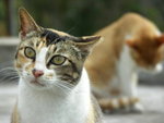 PICT0099