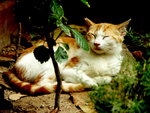 PICT0046r