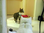 PICT0003