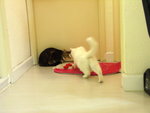 PICT0011
