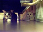 PICT0044r