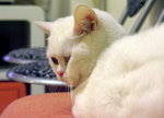 PICT0088RC1