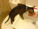 �ӲӤ��R���ݦb�ڨ��䶼����� XDD