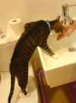 �ӲӤ��R���ݦb�ڨ��䶼����� XDD