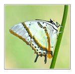 
Polyura nepenthes - �Ѽ~���潺
