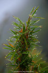 dowks_DD3_0610