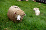 dowks_DD3_0669