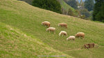 dowks_DD3_0683