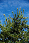 dowks_DD3_0828