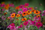 dowks_DD3_0837