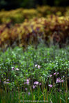 dowks_DD3_0864