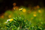 dowks_DD3_0873