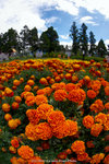 dowks_DD3_0941