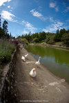 dowks_DD3_0945