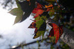 dowks_DKS_5812
