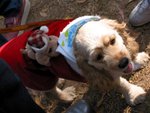 IMG_0182 (Medium)