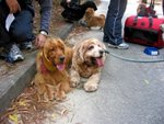 IMG_0203 (Medium)