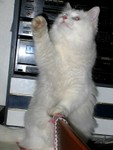 IMG_0354