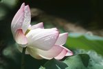 DSCF1064