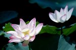 DSCF1069